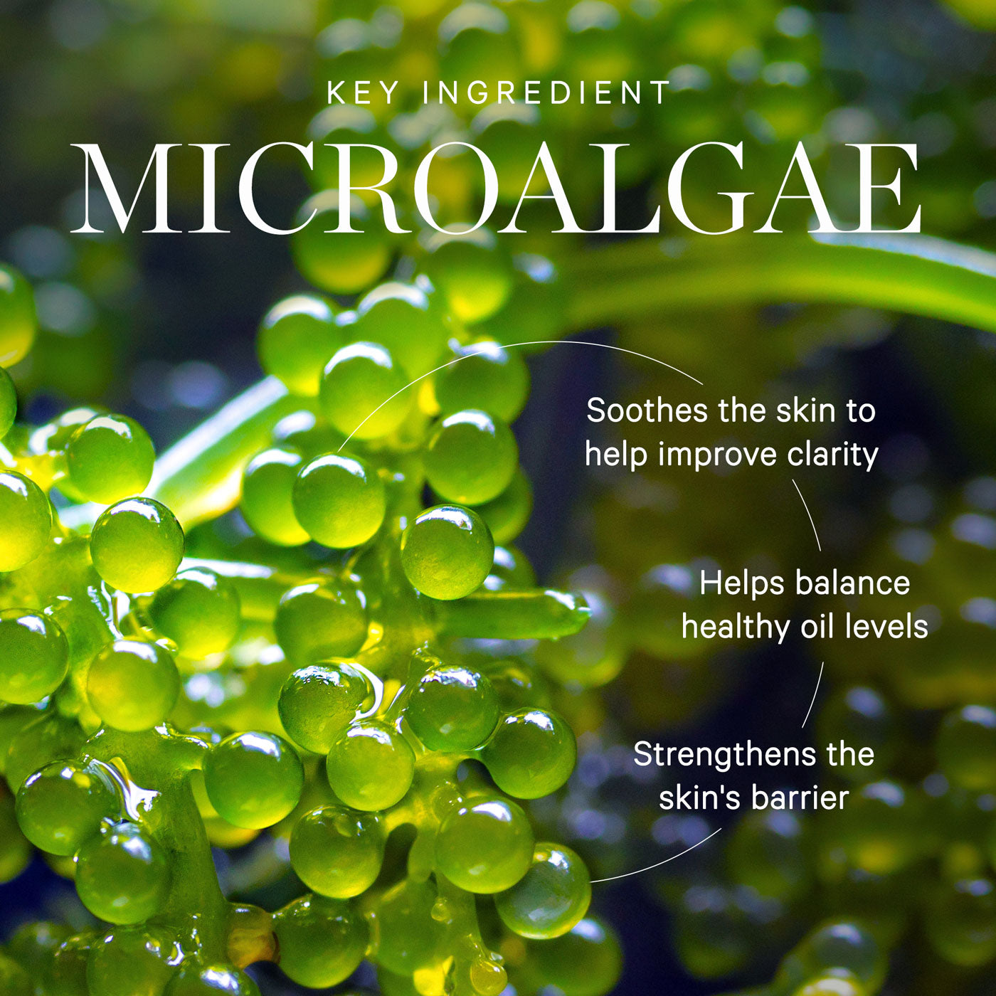 Active Algae Calming Cleansing Balm 6